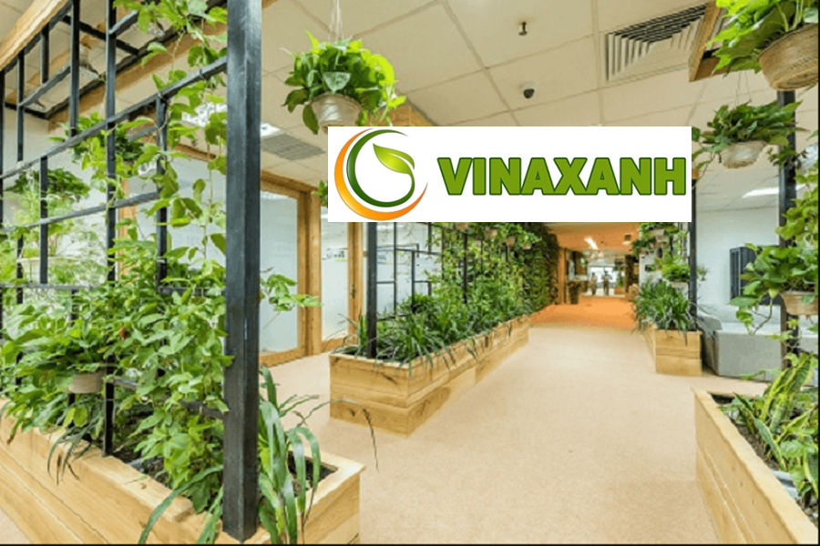 Dịch Vụ Cho Thuê Cây Cảnh Văn Phòng Tại TPHCM