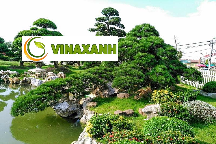 Dịch Vụ Cung Cấp Cây Xanh Tại Củ Chi TP.HCM