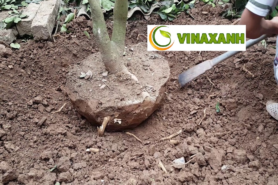 Dịch Vụ Bứng Cây Tại TPHCM