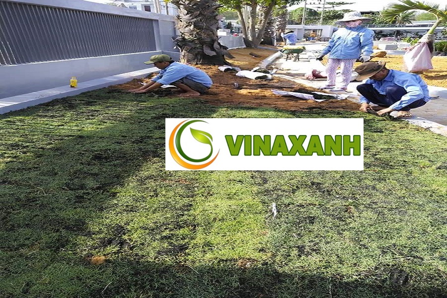 Dịch Vụ Trồng Cỏ Tại Quận 11 TPHCM