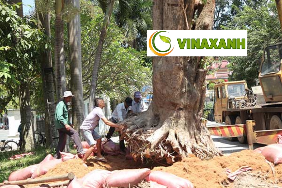 Giới Thiệu Dịch vụ bứng cây tại Tân Phú TPHCM