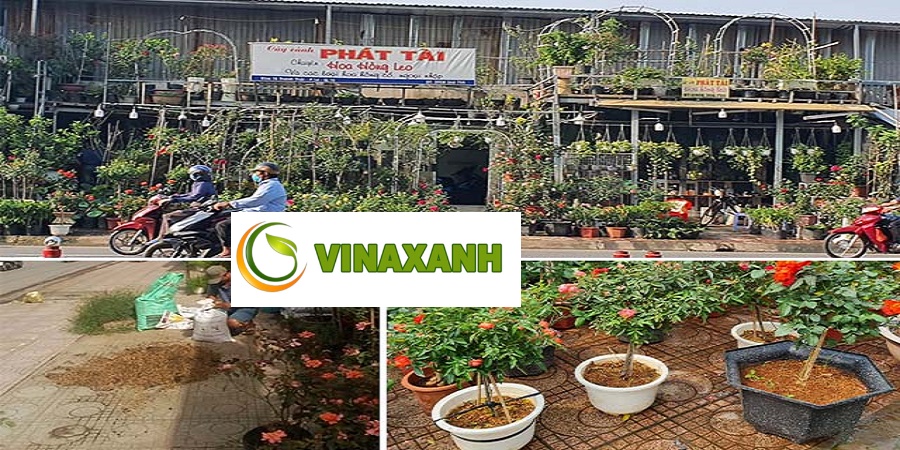 Cung Cấp Cây Xanh Tại Quận 12 TP.HCM