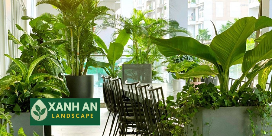 Dịch Vụ Thuê Cây Văn Phòng Dĩ An