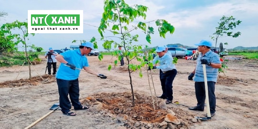 Tìm Hiểu Dịch Vụ Trồng Cây Xanh Tại Long An