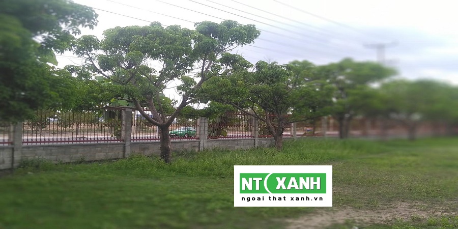 Dịch vụ trồng cây xanh tại Châu Thành Tây Ninh