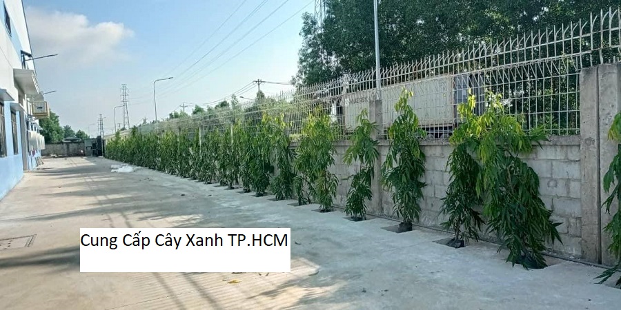 Cung Cấp Cây Xanh TP.HCM