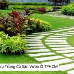 Dịch Vụ Trồng Cỏ Sân Vườn Ở TPHCM