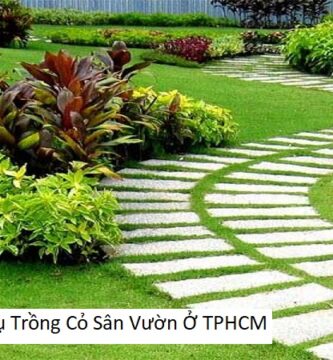 Dịch Vụ Trồng Cỏ Sân Vườn Ở TPHCM