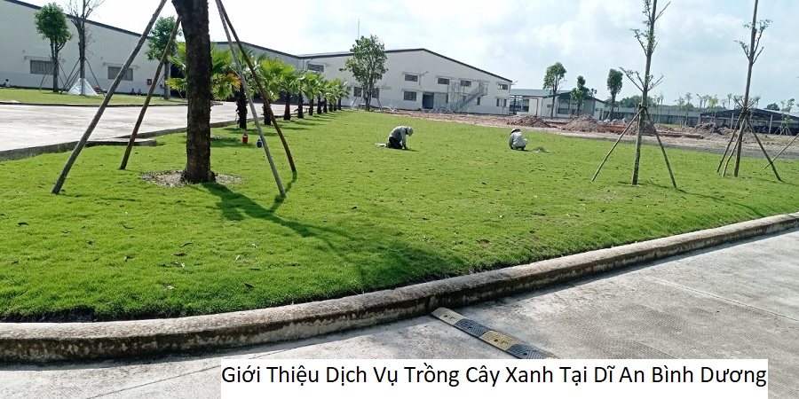 Giới Thiệu Dịch Vụ Trồng Cây Xanh Tại Dĩ An Bình Dương