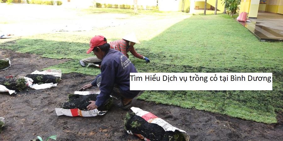 Tìm Hiểu Dịch vụ trồng cỏ tại Bình Dương