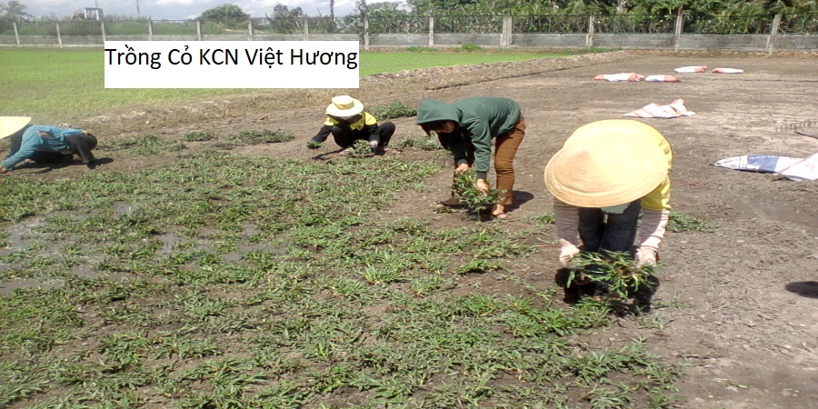 Trồng Cỏ KCN Việt Hương